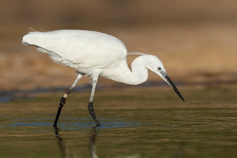 Little Egret (Egretta garzetta) foraging, Eilat, Israel
