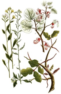 Botany, plants, a. siliqua dulcis ceratia, carob, b. siliqua rotundifolia, s. sinapi moutarde, d.