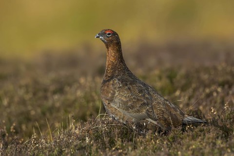 Red Grouse (Lagopus lagopus scotica), Yorkshire, United Kingdom