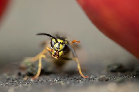 Common wasp (Vespula vulgaris) adult insect feeding on fallen fruit in a garden in summer, England,