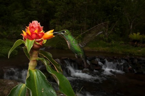 Hummingbirds are amazing, and pollination is a key event that allows us all to eat and survive.