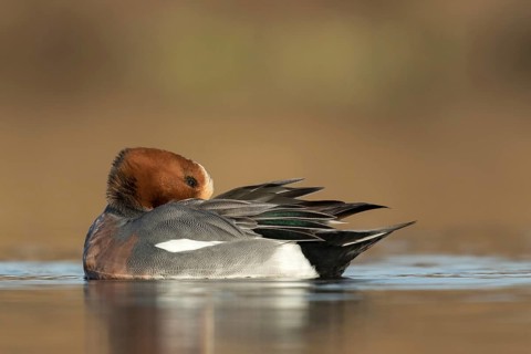 Smient poetst veren, Eurasian Wigeon cleaning feathers