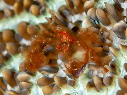 An orang-utan crab (Achaeus japonicus) with long hairs on a coral, dive site Gondol East,