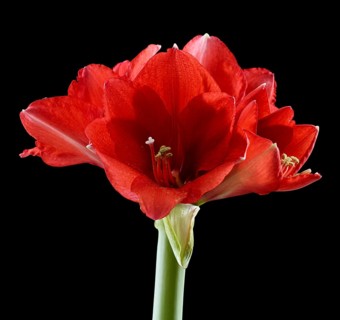 Amaryllis blossoms (Hippeastrum striatum)