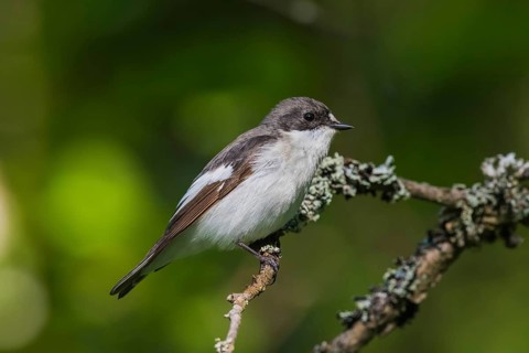 Trauerschnäpper (Ficedula hypoleuca) Pied Flycatcher