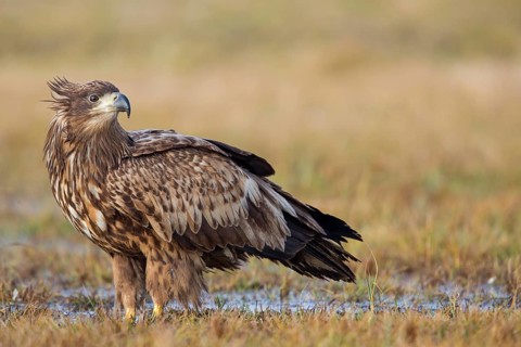 Seeadler, White-tailed Eagle, White-tailed Sea Eagle, Haliaeetus albicilla, Haliaaetus albicilla