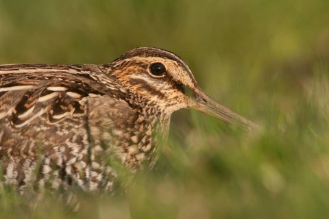 Wilson's Snipe (Gallinago delicata), Washington, USA