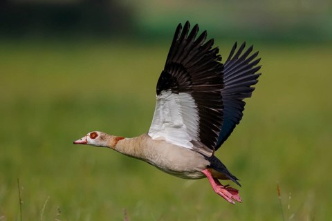 Egyptian Goose (Alopochen aegyptiaca) flying, North Rhine-Westphalia, Germany