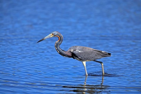 Tricoloured Heron (Egretta tricolor), adult, in the water, foraging, Merritt Island, Black Point