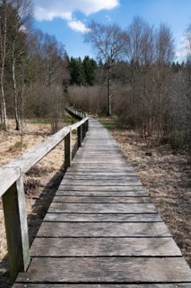 Boardwalk through the Mecklenbruch raised bog, nature reserve, Solling-Vogler nature park Park,