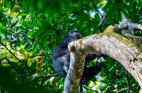 Chimpanzee (Pan Troglodytes), adult male in a tree, Murchison Falls National Park, Uganda