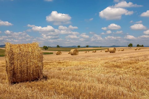 Stubble field with straw rolls, Palatinate, Rhineland-Palatinate, Germany