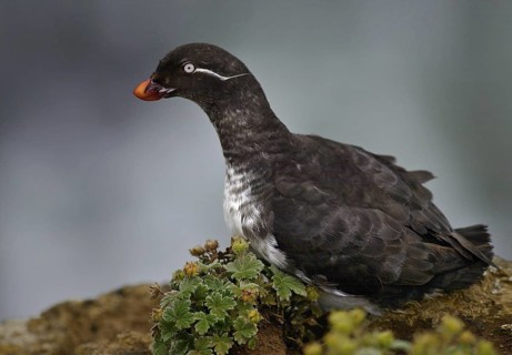 Parakeet Auklet (Aethia psittacula), Alaska, USA