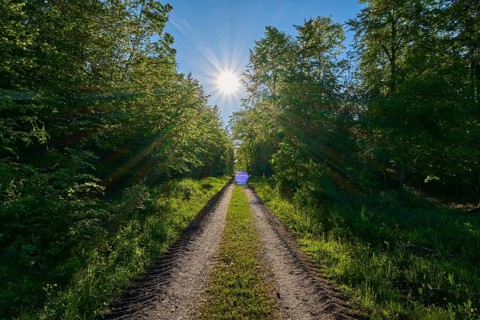 A path leads through a green landscape with trees under a clear blue sky and sun, summer,