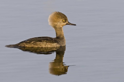 Hooded Merganser (Lophodytes cucullatus) female, Florida, USA
