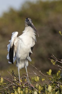 Wood Stork (Mycteria americana), Florida, USA