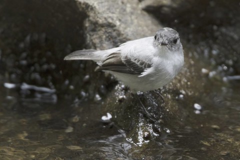 Torrent Tyrannulet (Serpophaga cinerea), Costa Rica