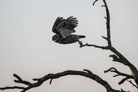 Little owl (Athene noctua), flying, Emsland, Lower Saxony, Germany