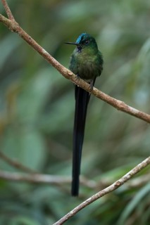 Violet-tailed Sylph (Aglaiocercus coelestis) male perched on a branch, Andes Mountains, Colombia