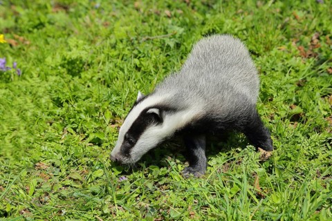 European badger (Meles meles) in a meadow, Wilnsdorf, North Rhine-Westphalia, Germany