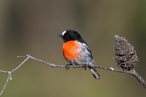 Scarlet Robin (Petroica boodang) male, Victoria, Australia