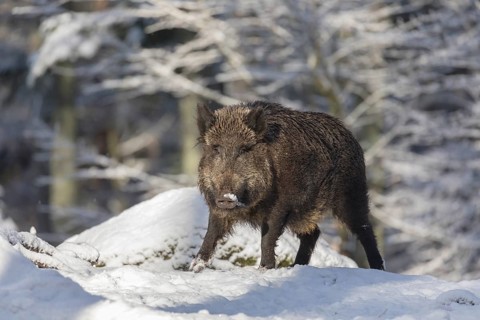Wild boar or wild pig (Sus scrofa), walking through snow covered forest