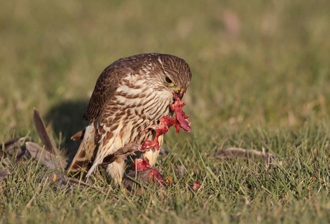 Merlin (Falco columbarius) female plucks American Robin, Washington, USA