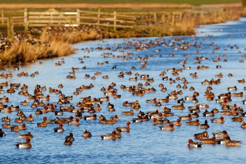 Eurasian Wigeon (Mareca penelope) group, Netherlands