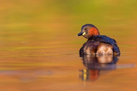 Zwergtaucher, Little Grebe, Dabchick, Tachybaptus ruficollis, Podiceps ruficollis, Grèbe