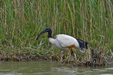 Heiliger Ibis (Threskiornis aethiopicus) Sacred Ibis