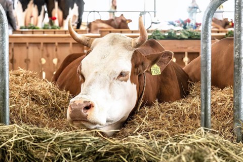 Simmental dairy cow