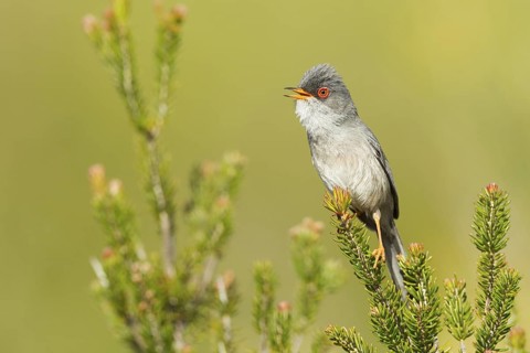 Balearic Warbler (Sylvia balearica) male singing, Mallorca, Spain