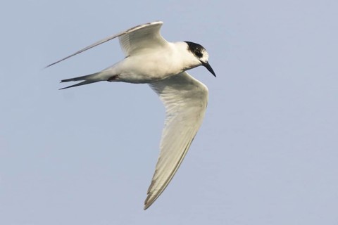White-fronted Tern (Sterna striata) flying, South Australia, Australia
