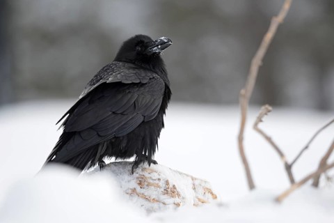 Northern Raven (Corvus corax) perched on a snowy stone, Wyoming, USA
