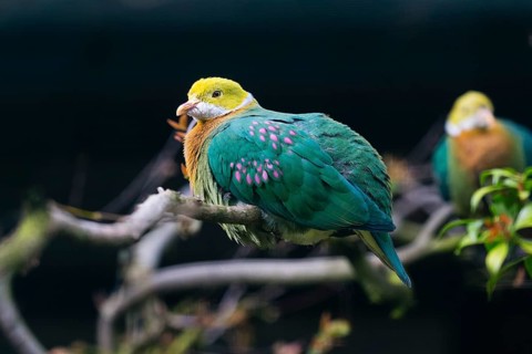 Pink-spotted Fruit Dove (Ptilinopus perlatus), adult bird perched on branch, native to New Guinea,