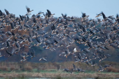 Greater White-fronted Goose & Taiga Bean Goose & Egyptian Goose (Anser albifrons & Anser fabalis &