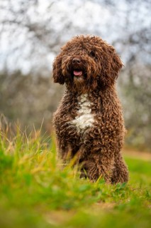 A joyful Andalusian water dog poses in a vibrant countryside setting, surrounded by lush greenery