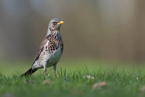 Fieldfare (Turdus pilaris), North Rhine-Westphalia, Germany
