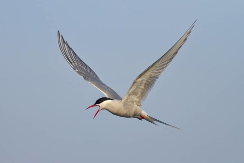 Arctic Arctic Tern (Sterna paradisaea), adult bird in flight, calling, wildlife, nature