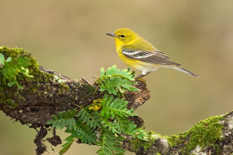 Pine Warbler (Setophaga pinus) male perched on an old mossy branch, Texas, USA