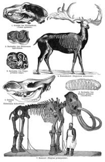 Extinct animals from the Pleistocene, historical graphic representation, 1896, historische