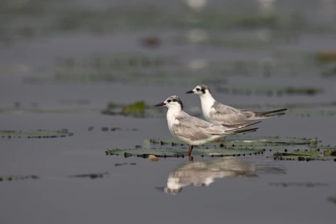 Whiskered Tern (Chlidonias hybrida), Semuliki National Park, Uganda