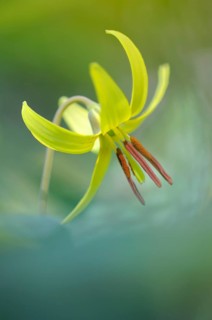 Dog's Fawn Lily (Erythronium americanum), Emsland, Lower Saxony, Germany