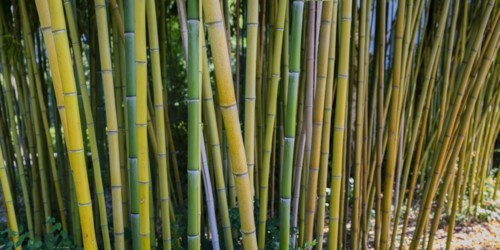 Rough yellow bamboo, Phyllostachys aureosulcata, Lake Constance region, Baden-Württemberg, Germany