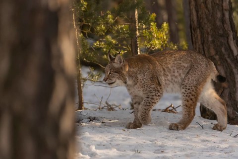 One young male Eurasian lynx, (Lynx lynx), walking over a snow covered forest ground in early
