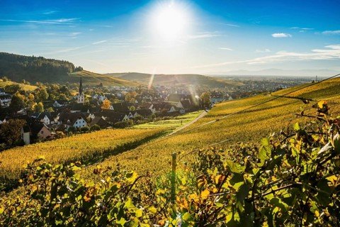 Hilly landscape and village with vineyards in autumn, sunset, Ebringen, near Freiburg im Breisgau,