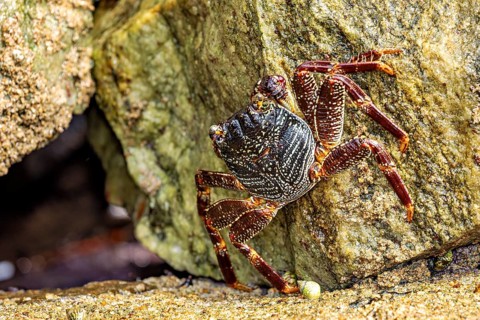 A crab crawls between rocks, hidden in the shade, in a natural environment, The Grapsus