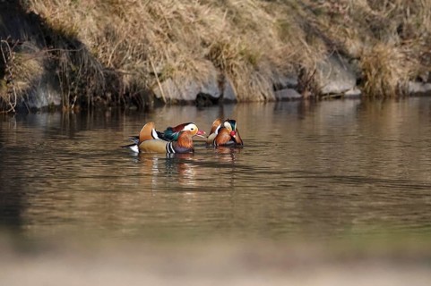 Two male mandarin ducks on a lake, winter, Germany