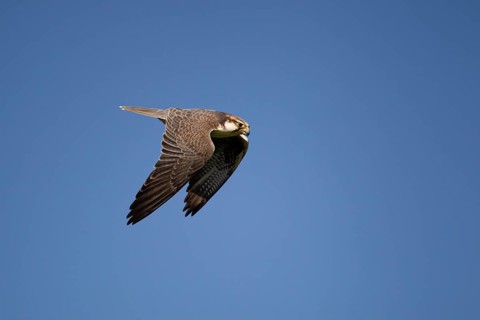 Lanner falcon (Falco biarmicus) adult bird of prey diving down in flight, England, United Kingdom -