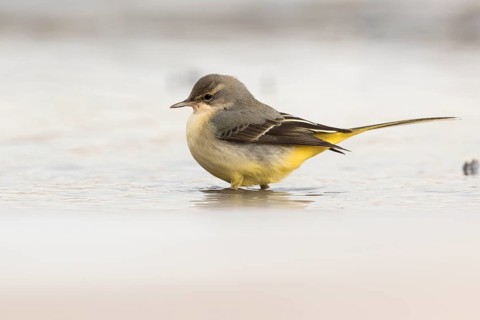 Grey Wagtail (Motacilla cinerea) standing in water, Rhineland-Palatinate, Germany